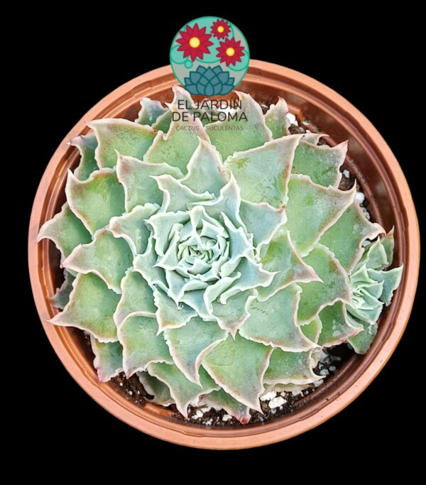 Echeveria Simulans "Laguna Sanchez"