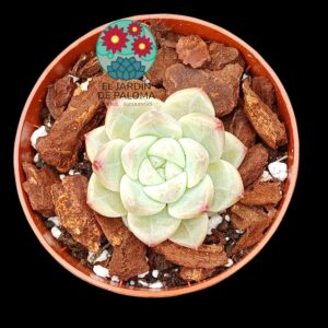 Echeveria "Moon shadow" (importación)