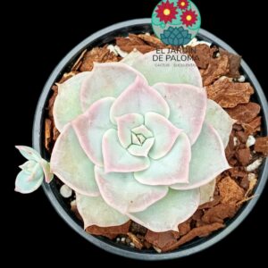 Sedum Sinforosanum