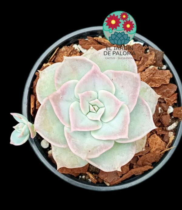Sedum Sinforosanum