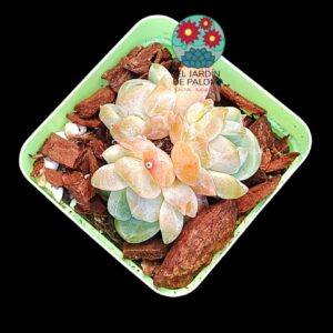 Echeveria "Starmark" 3 rosetas (importación)