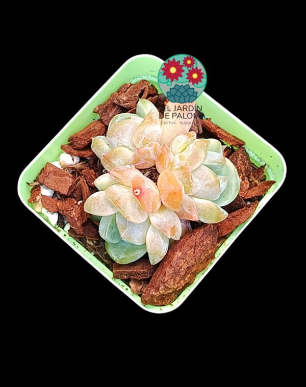 Echeveria "Starmark" 3 rosetas (importación)