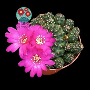 Sulcorebutia Steinbachii