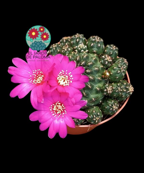 Sulcorebutia Steinbachii