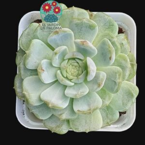 Echeveria Strawberry bear (importación)