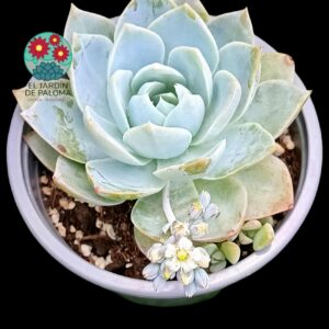 Sedum Suaveolens