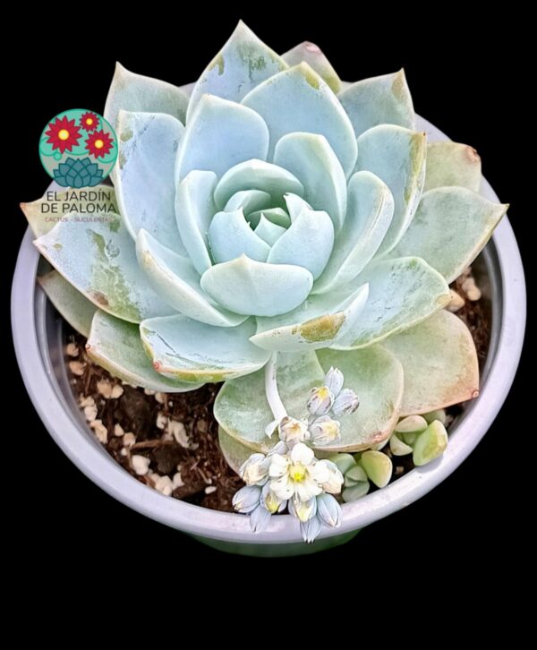 Sedum Suaveolens