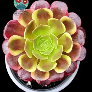 Aeonium Super bang (buen tamaño)