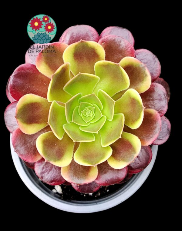 Aeonium Super bang (buen tamaño)