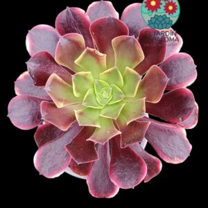 Aeonium Super bang (es grande)