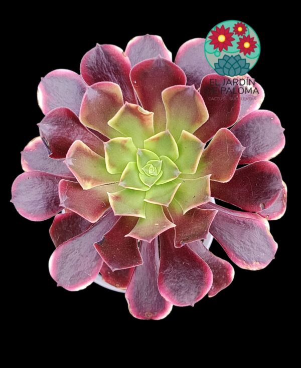 Aeonium Super bang (es grande)
