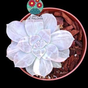 Graptopelatum "Superbum" variegata (importación)