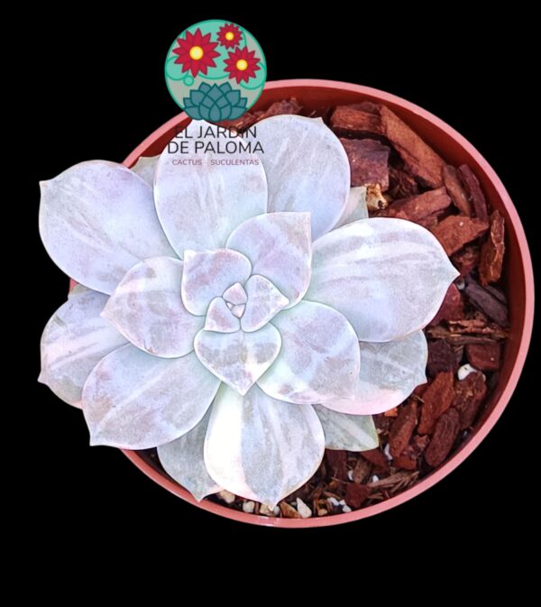 Graptopelatum "Superbum" variegata (importación)