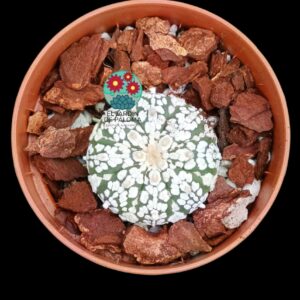 Astrophytum Asterias " Superkabuto)