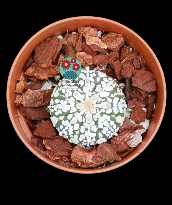 Astrophytum Asterias " Superkabuto)