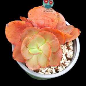 Echeveria Suyon doble roseta