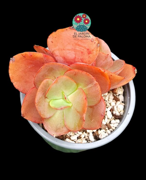 Echeveria Suyon doble roseta