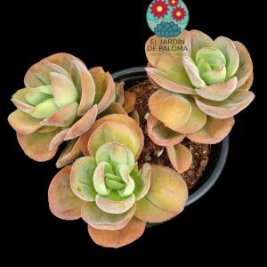 Crassula Argyrophylla var. Swaziensis