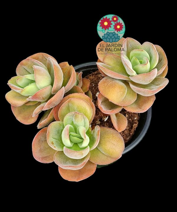 Crassula Argyrophylla var. Swaziensis