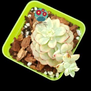 Echeveria Tango variegata (importación)