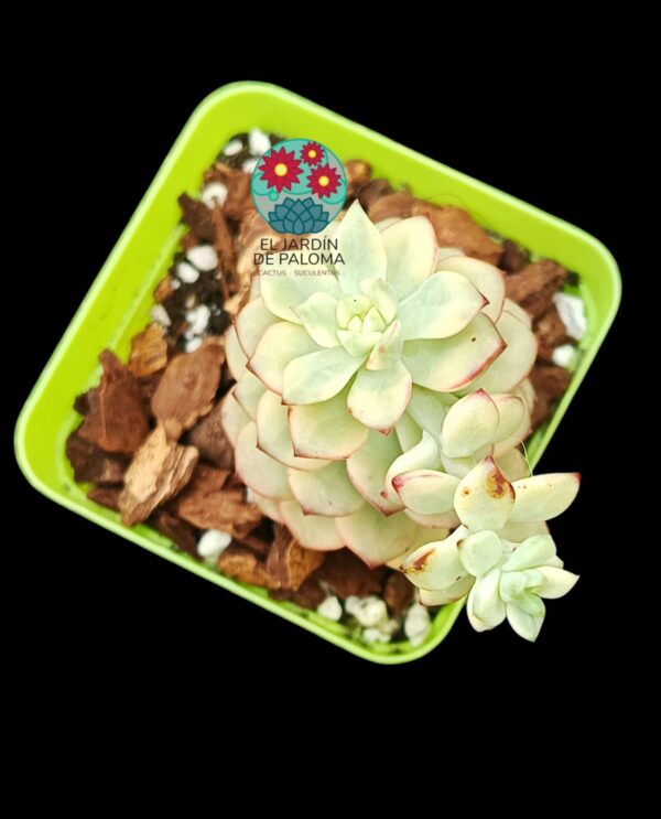 Echeveria Tango variegata (importación)