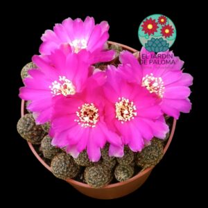 Sulcorebutia Taratensis var. mínima