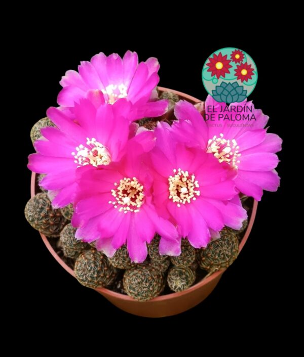 Sulcorebutia Taratensis var. mínima