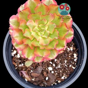 Aeonium Taurus variegata (importacion y con hijuelo)