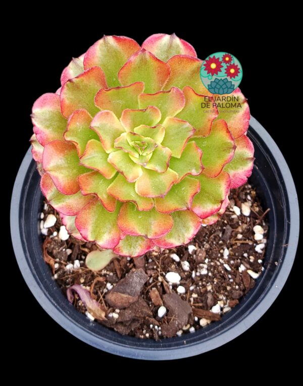 Aeonium Taurus variegata (importacion y con hijuelo)