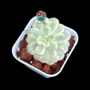 Echeveria Tencho variegata (importación)