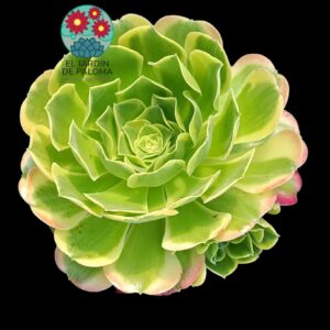 Aeonium Tesla variegata (importación, grande y con un hijo)