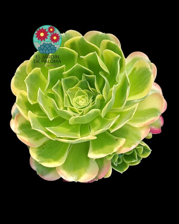 Aeonium Tesla variegata (importación, grande y con un hijo)