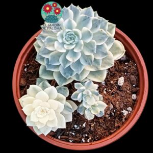 Echeveria Tinkerbell variegata con hijos