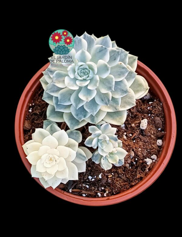 Echeveria Tinkerbell variegata con hijos