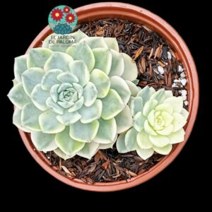 Echeveria Tinkerbell variegata con hijo