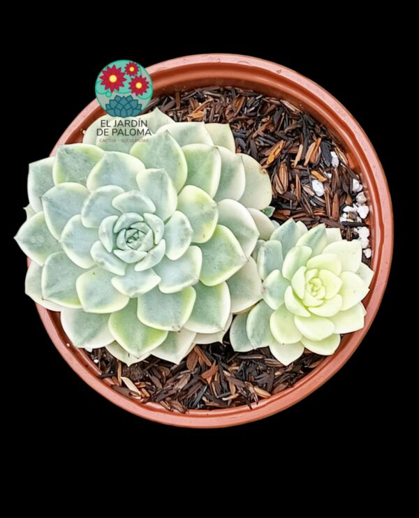 Echeveria Tinkerbell variegata con hijo