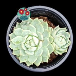 Echeveria Tippy doble