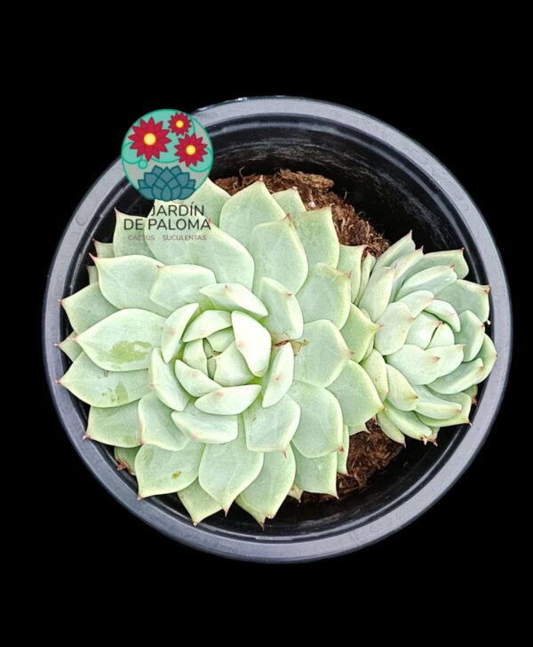 Echeveria Tippy doble