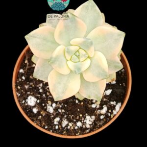 Graptoveria Titubans variegata