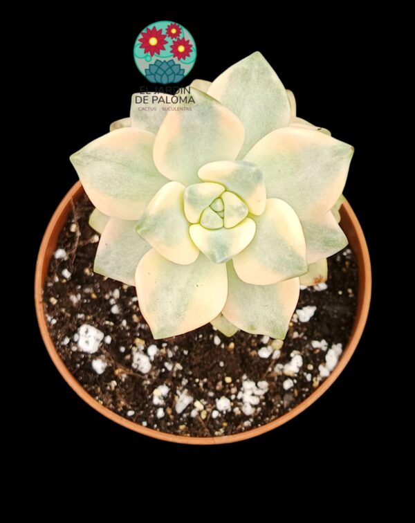 Graptoveria Titubans variegata