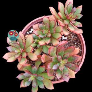 Echeveria Toggle