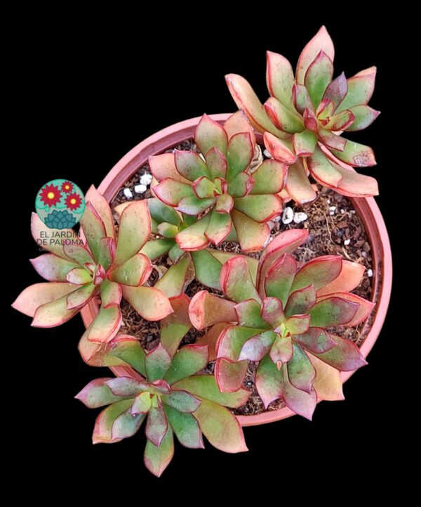 Echeveria Toggle