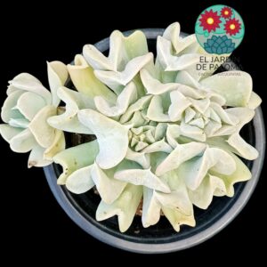 Echeveria Spider