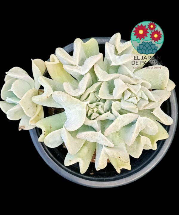 Echeveria Spider