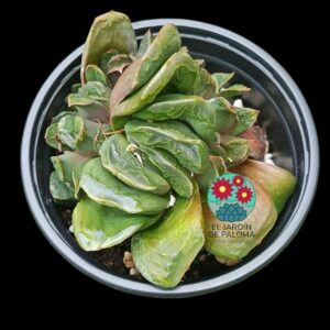 Haworthia Truncata hibrido