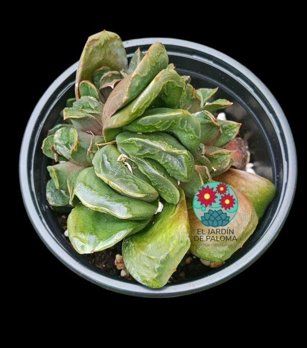 Haworthia Truncata hibrido