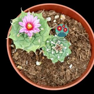 Turbinicarpus alonsoi con hijo