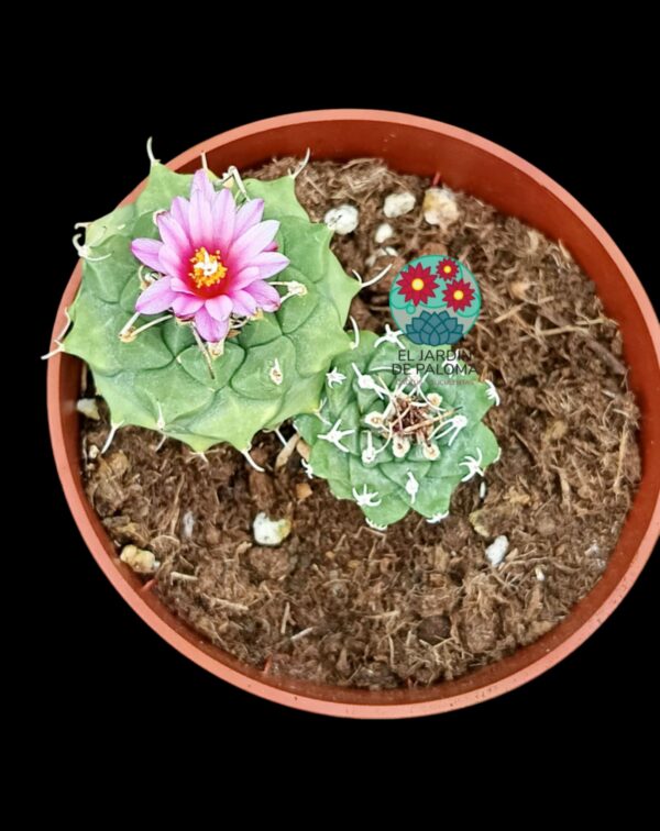 Turbinicarpus alonsoi con hijo
