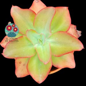 Echeveria Undulata (muy grande)