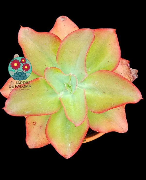 Echeveria Undulata (muy grande)